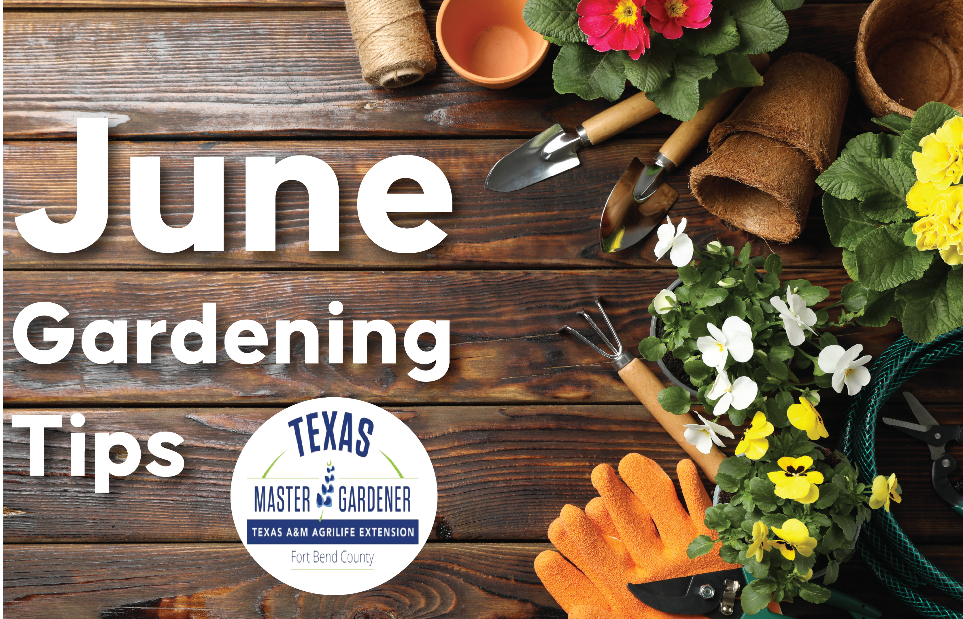 June Gardening Secrets from Fort Bend County Gardening Experts: What to Plant, Prune, and Watch Out For This Summer