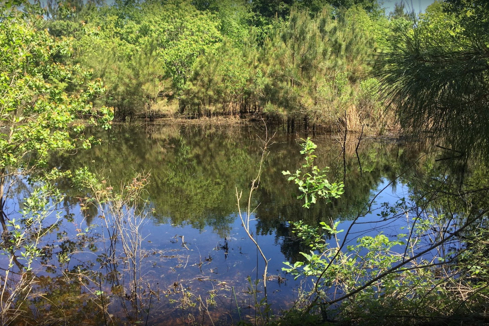 Discover Little Cypress Creek Preserve: Hidden Natural Retreat in Cypress Near Tomball