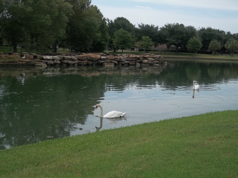 Swans Can Be Dangerous