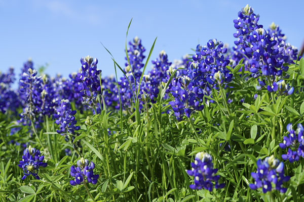 North Fort Bend Water Authority - Native and Adaptive Plants that Survive in Texas Heat with Little Water