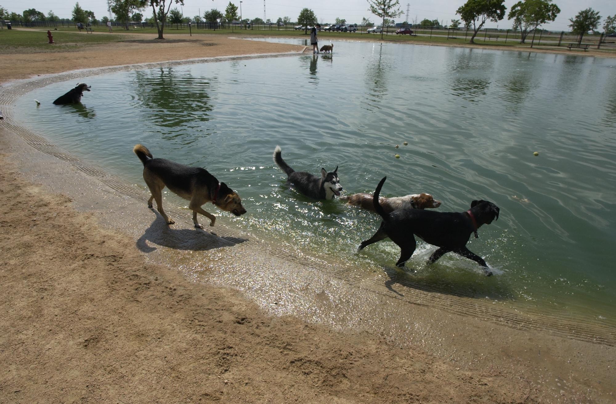 Millie Bush Bark Park